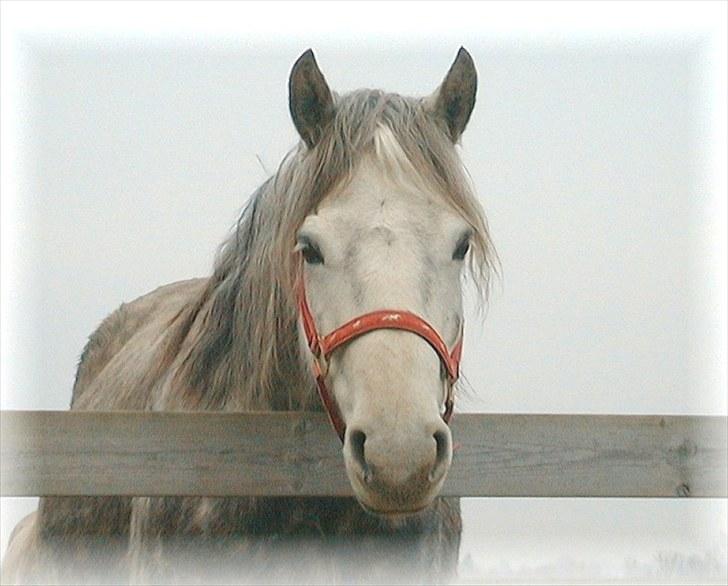 Connemara BAKKEDALS PRIMADONNA billede 11