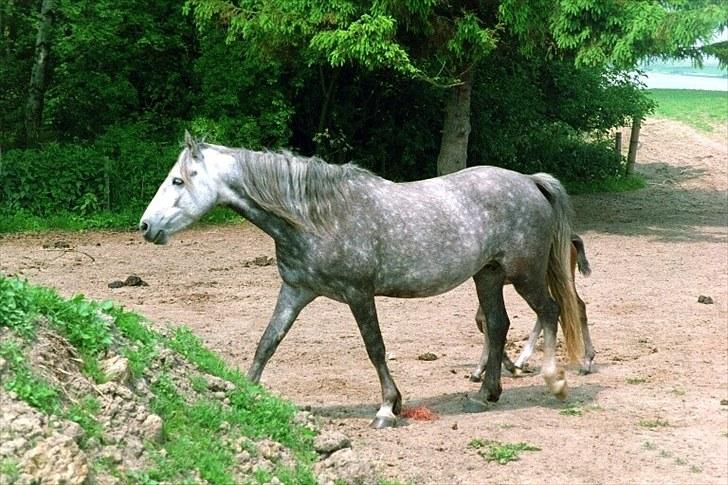 Connemara BAKKEDALS PRIMADONNA billede 14