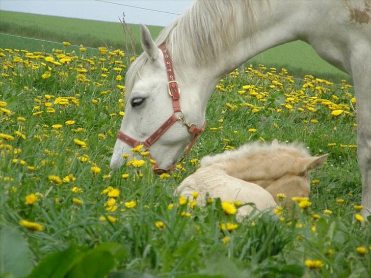 Connemara BAKKEDALS PRIMADONNA billede 15