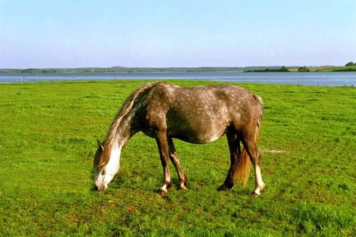 Connemara BAKKEDALS PRIMADONNA billede 16