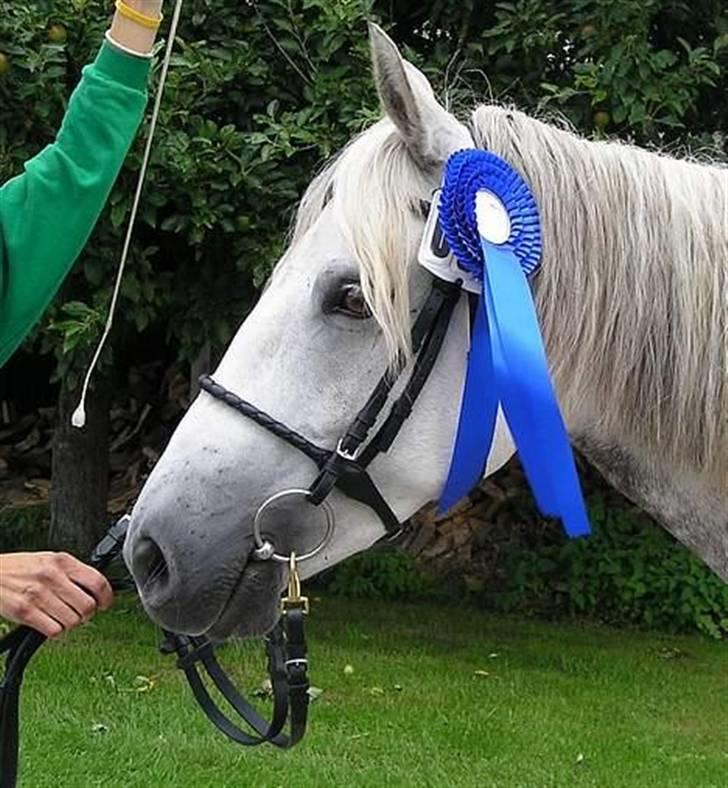 Connemara BAKKEDALS PRIMADONNA billede 21