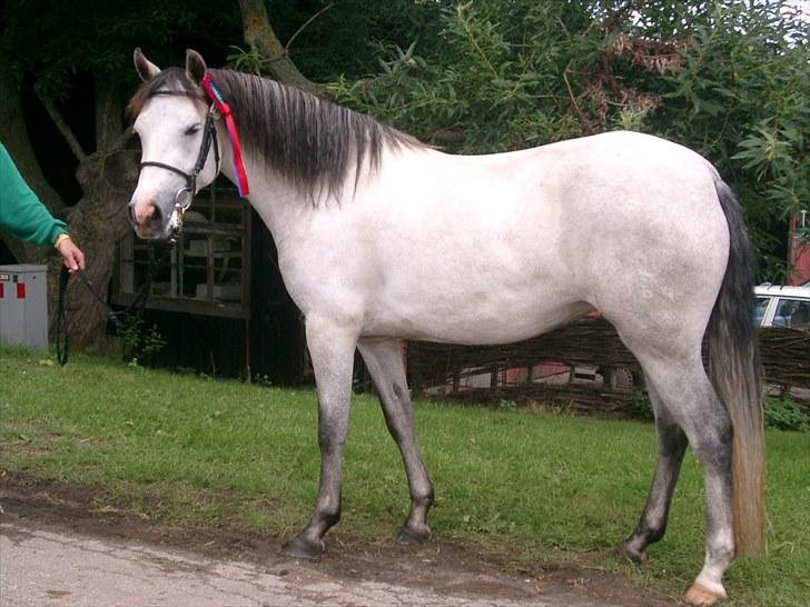 Connemara BREDEMADGÅRDS CILLA billede 16