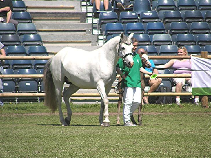 Connemara BREDEMADGÅRDS CILLA billede 17