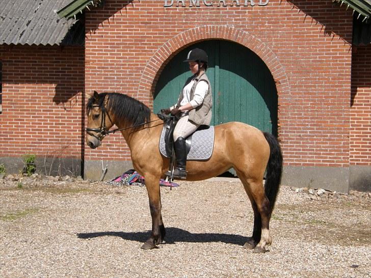 Connemara BREDEMADGÅRDS AICHA billede 10