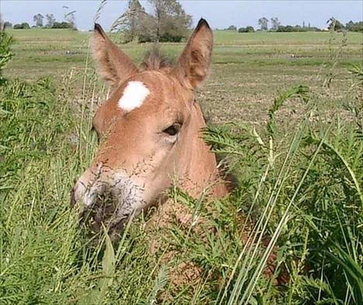 Connemara BREDEMADGÅRDS AICHA billede 12