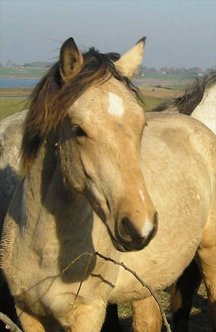 Connemara BREDEMADGÅRDS AICHA billede 13