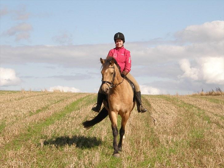 Connemara BREDEMADGÅRDS AICHA billede 14