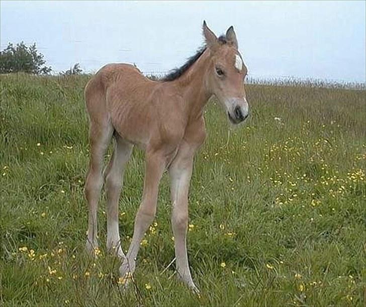 Connemara BREDEMADGÅRDS AICHA billede 15