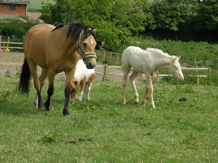 Connemara BREDEMADGÅRDS AICHA billede 16