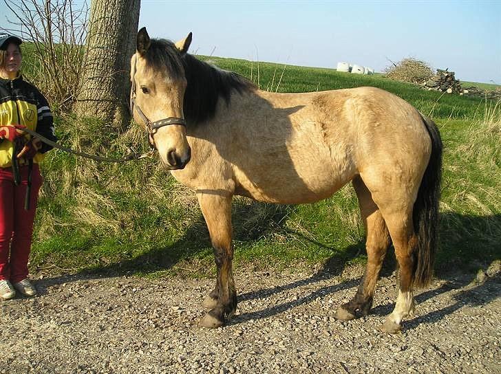 Connemara BREDEMADGÅRDS AICHA billede 17