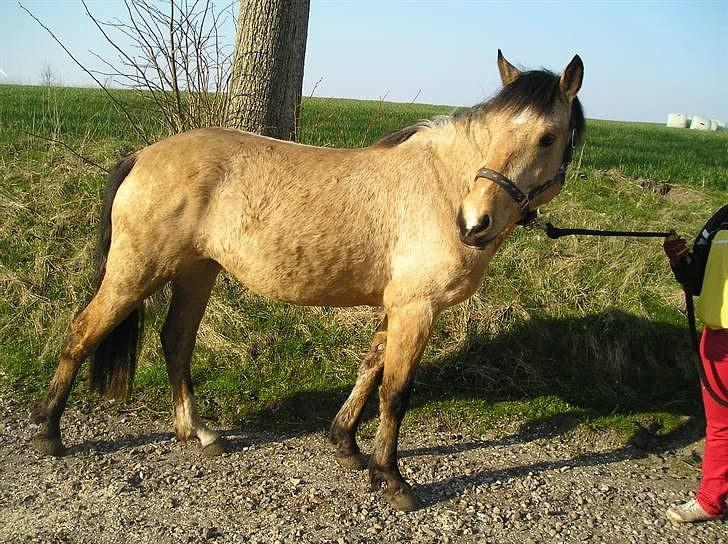 Connemara BREDEMADGÅRDS AICHA billede 18