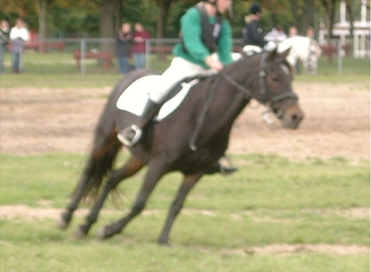 Connemara Krathus Calimash C 526 billede 8