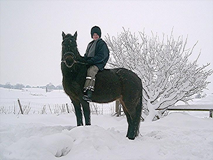 Connemara Krathus Calimash C 526 billede 9