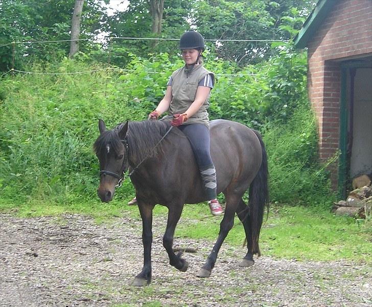 Connemara Krathus Calimash C 526 billede 11