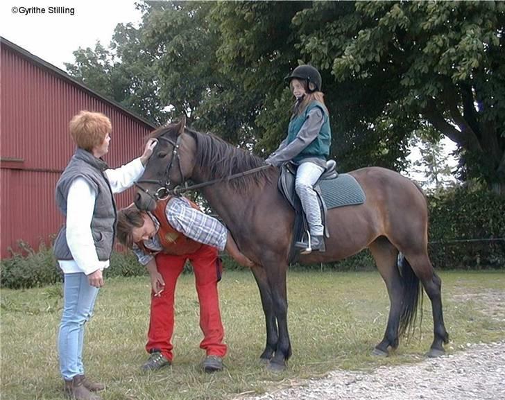 Connemara Krathus Calimash C 526 billede 12