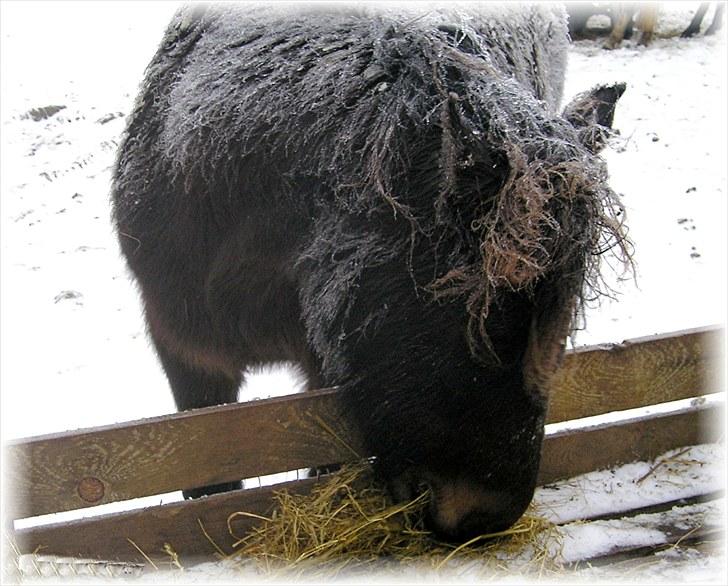 Connemara Krathus Calimash C 526 billede 13