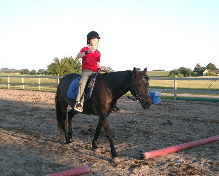 Connemara Krathus Calimash C 526 billede 14