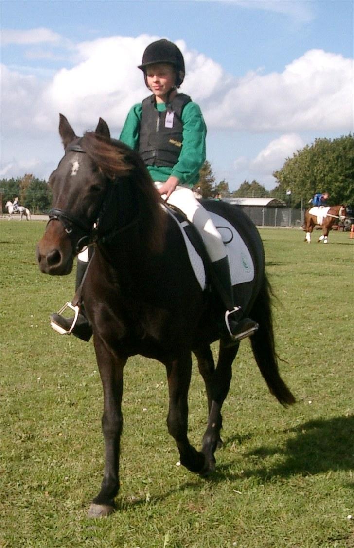 Connemara Krathus Calimash C 526 billede 15