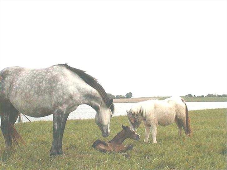 Connemara HYLDENS PRIMULA billede 24
