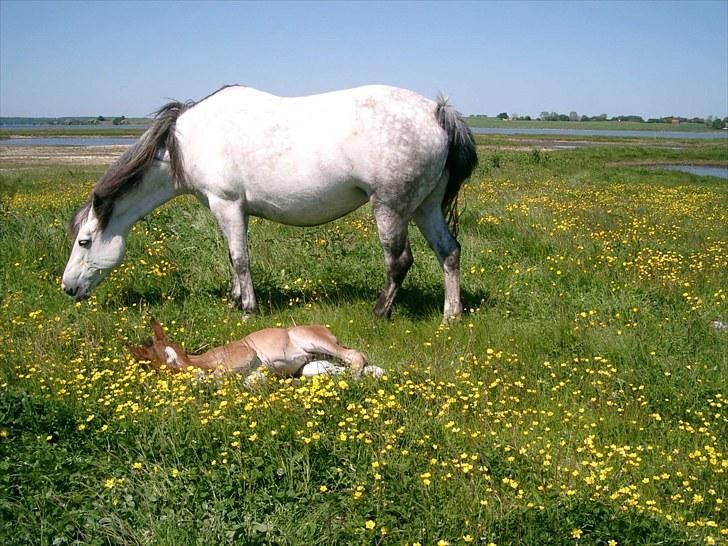 Connemara HYLDENS PRIMULA billede 25
