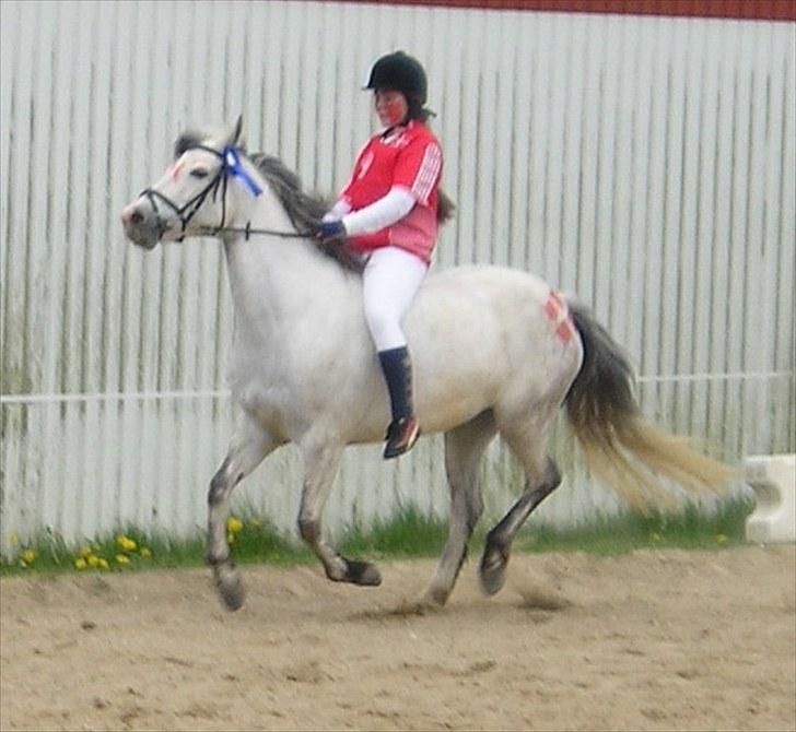 Connemara HYLDENS PRIMULA billede 26