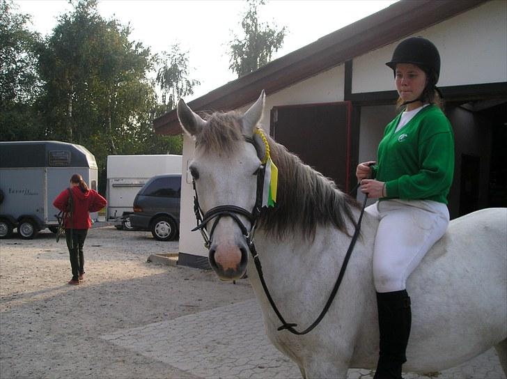 Connemara HYLDENS PRIMULA billede 32