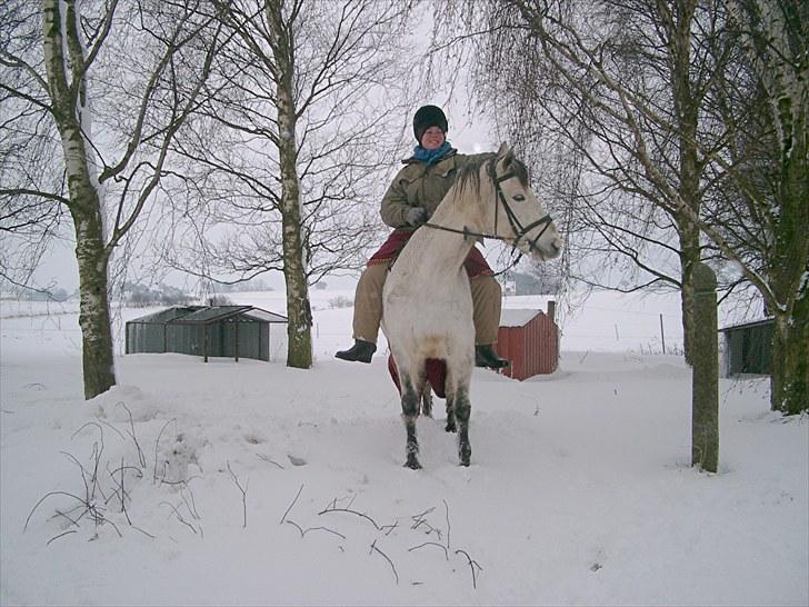 Connemara HYLDENS PRIMULA billede 34