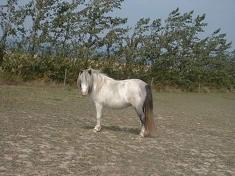 Miniature Musse billede 3