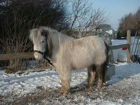 Miniature Musse billede 4