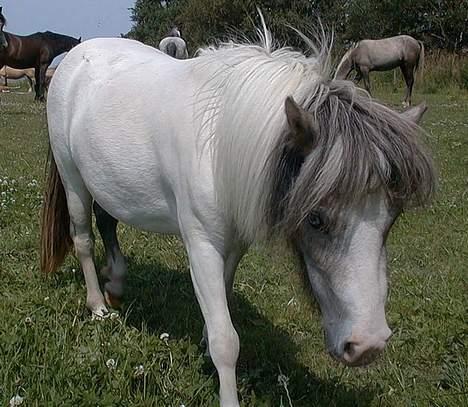 Miniature Musse billede 5