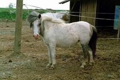 Miniature Musse billede 6