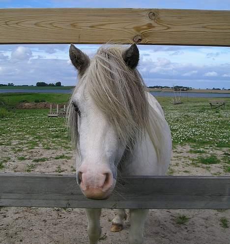 Miniature Musse billede 11