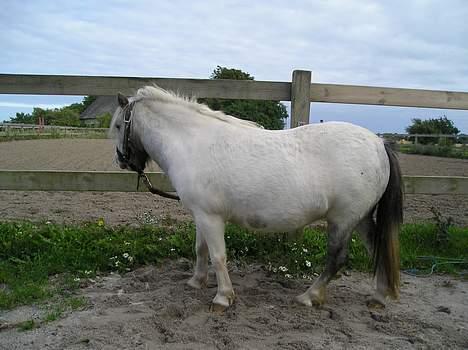 Miniature Musse billede 16