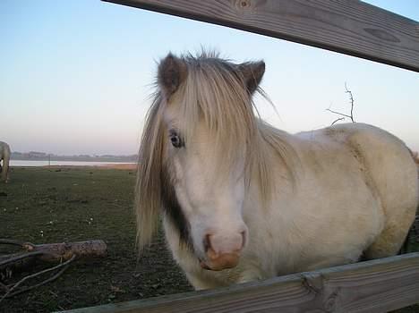 Miniature Musse billede 18