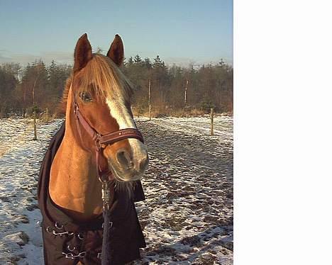 New Forest Casanova (SOLGT) billede 15