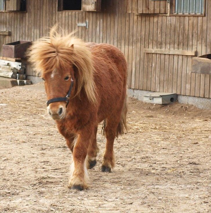 Shetlænder Møllebakkens Lukas - Han er så ussel ud her synes jeg! xD Men du er sgu meget sød, Lukas! ;) billede 3