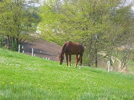 Anden særlig race Zantox billede 4