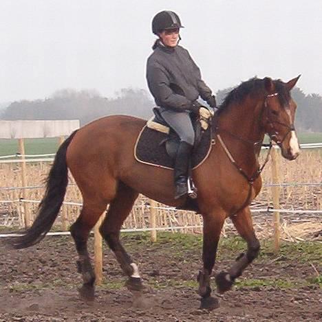 Dansk Varmblod Cocolou Comick ( pensioneret) - Lidt gallop . .  billede 2