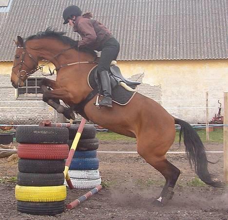 Dansk Varmblod Cocolou Comick ( pensioneret) - Her springer vi 110 cm .  . billede 3
