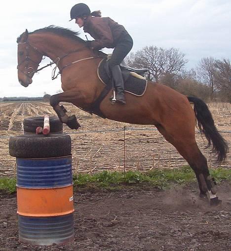Dansk Varmblod Cocolou Comick ( pensioneret) - Her springer vi 120 cm . . billede 5