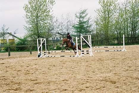 New Forest Fergie - Springe kan hun også :D billede 2