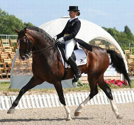 Dansk Varmblod Cocolou Comick  - Comeback 2! Comick´s far . .  billede 7