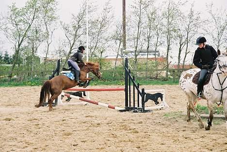 New Forest Fergie - :D billede 3