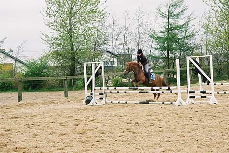 New Forest Fergie - Spring træning (: billede 4