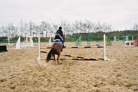 New Forest Fergie - Springet er LA højde :p billede 5