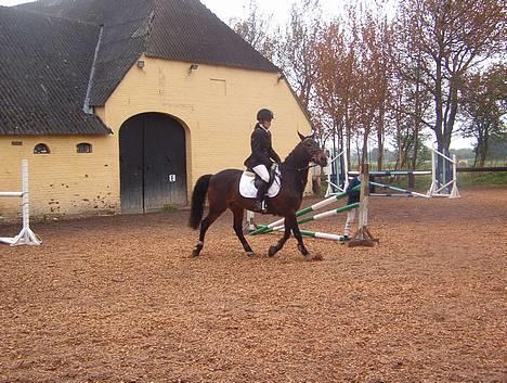 Connemara Kashmir (R.I.P) - Stævne LB for hest... billede 15