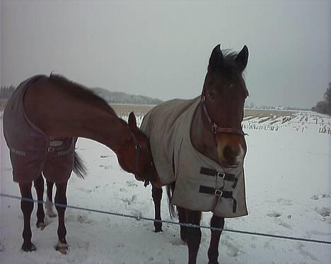 Connemara Kashmir (R.I.P) - Hvad er det du har dernede??? billede 16