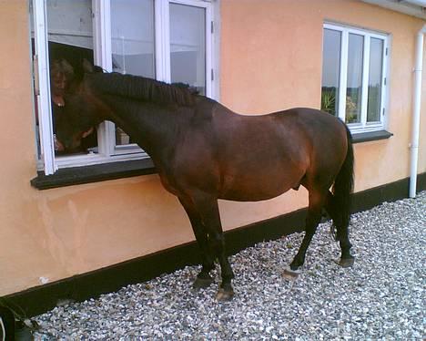 Connemara Kashmir (R.I.P) - HaY... hvem bor derinde?? hallo... billede 17