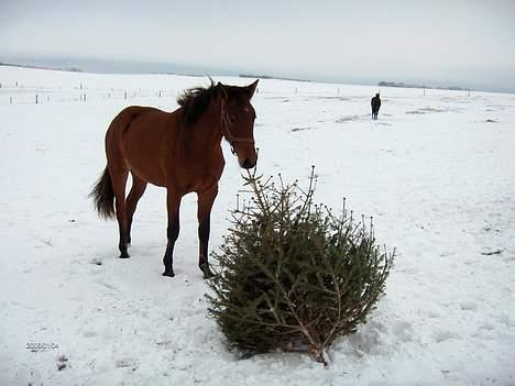 Dansk Varmblod Désiri Lykkedal - hvordan tænder man det her??? billede 6