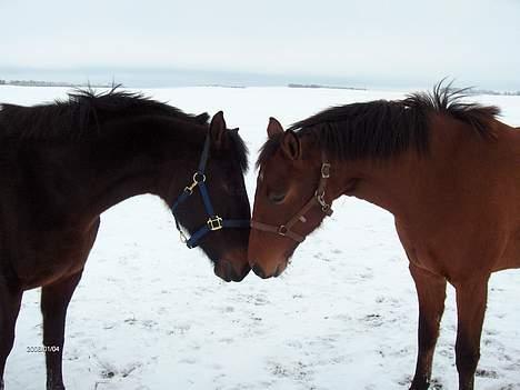 Dansk Varmblod Désiri Lykkedal - Désiri med min nye avlshoppe, Stendalens Alifére billede 7